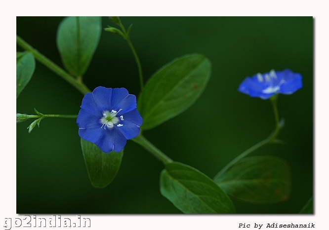FLOWERS