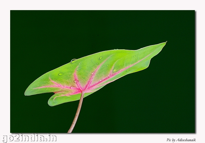 LEAF MACRO