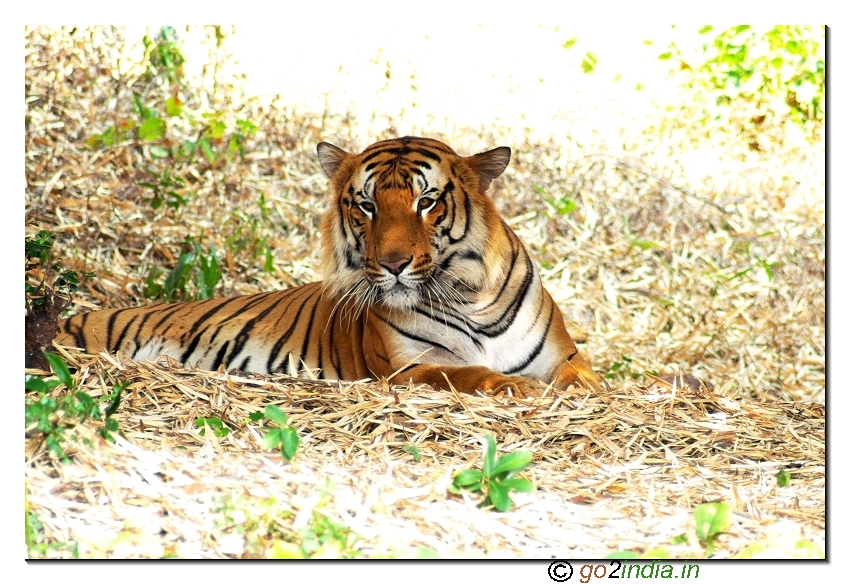 Tiger of India