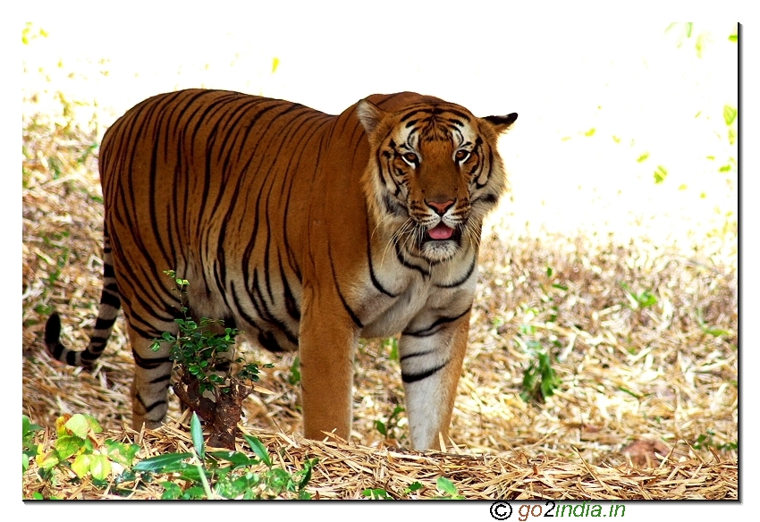 Tiger of India