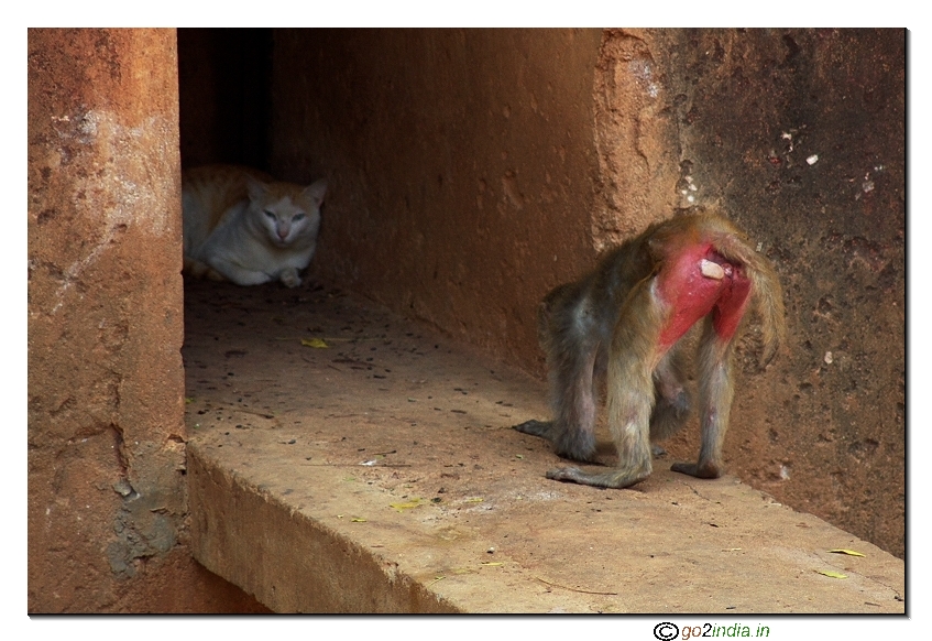 Monkey