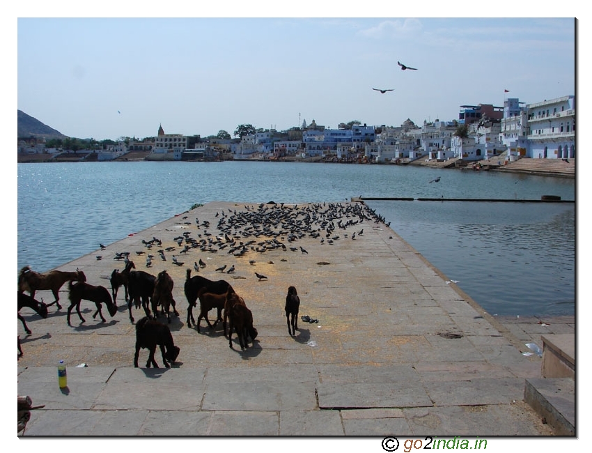 Pushkar Lake