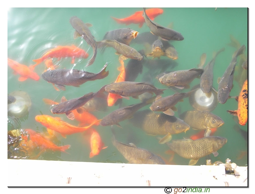 Fish inside water at Golden Temple