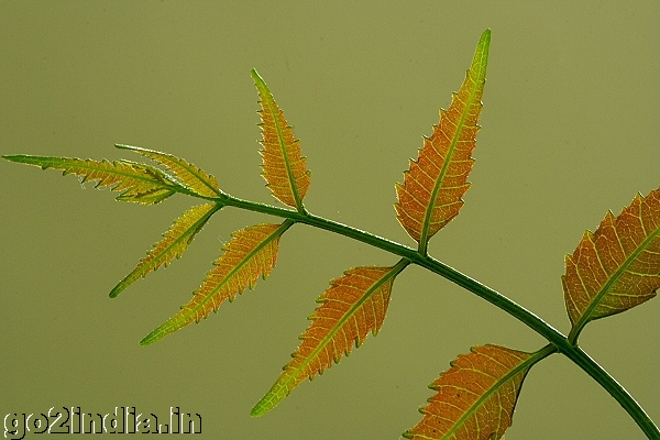 LEAF MACRO