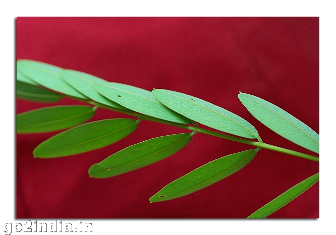 LEAF MACRO