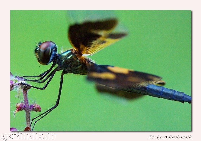 Rhyothemis Veriegata