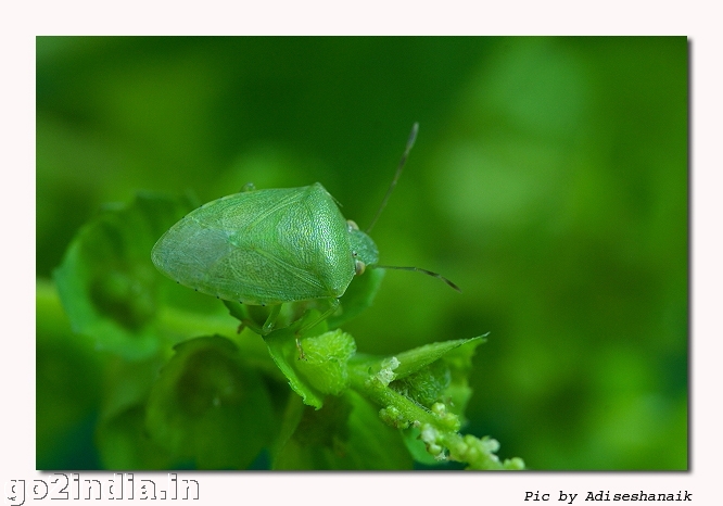 INSECT