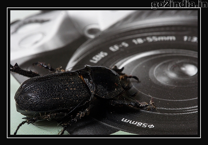 INSECT