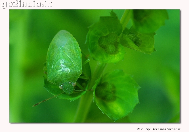 INSECT