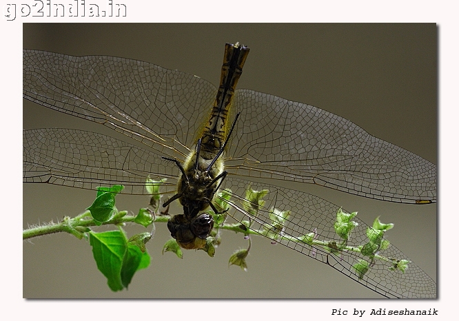 DRAGONFLY