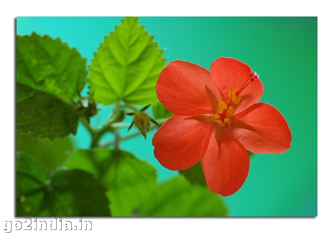 FLOWERS