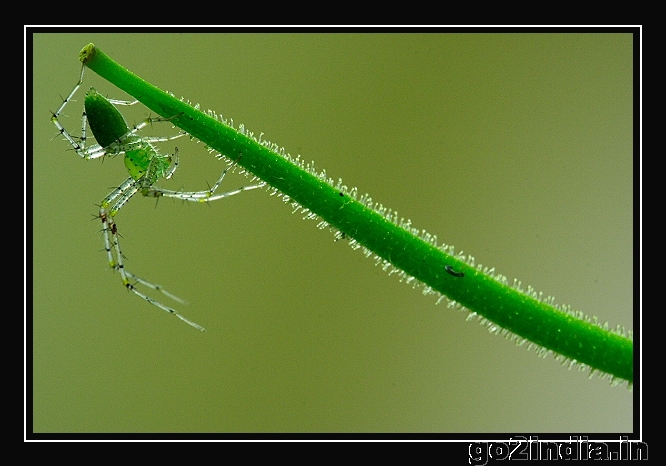 INSECT