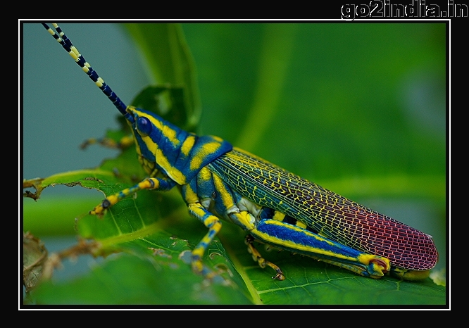GRASSHOPPER