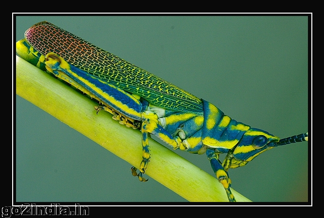 GRASSHOPPER