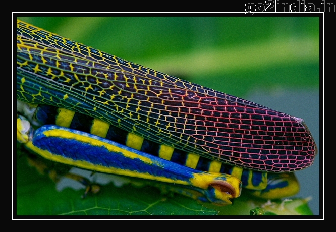 GRASSHOPPER