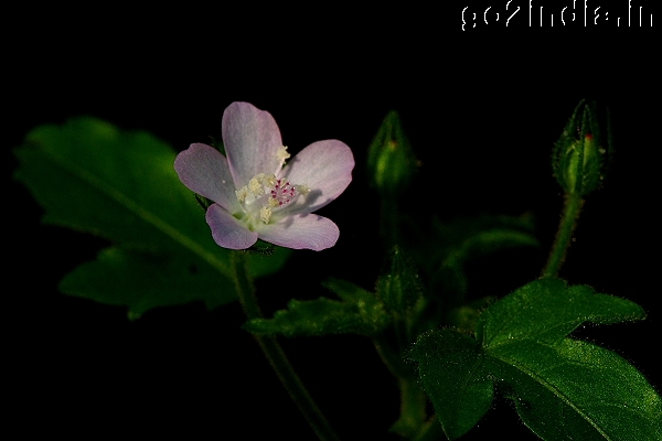 Flower in white