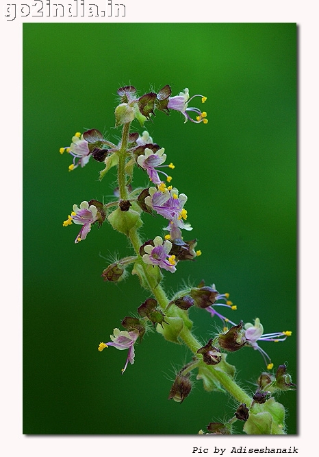FLOWERS