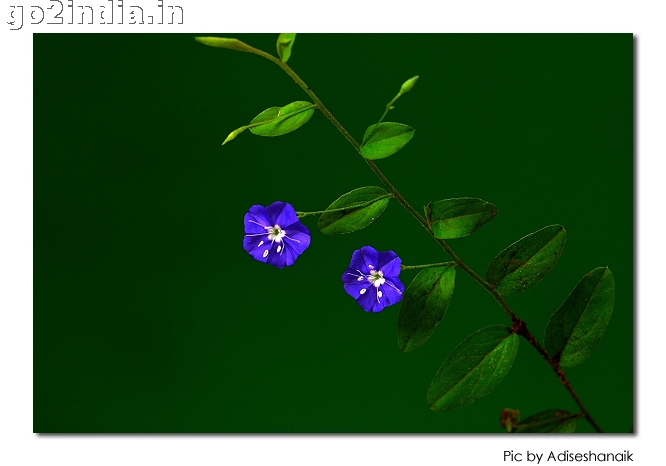 FLOWERS