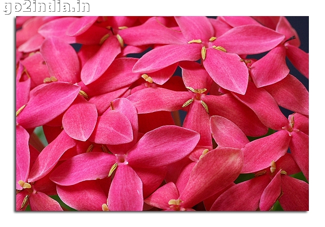 FLOWERS