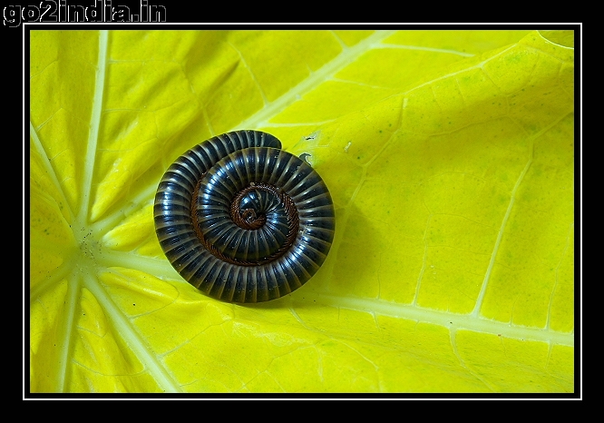 INSECT