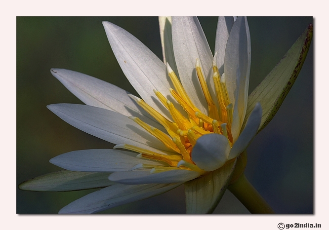 Water lily