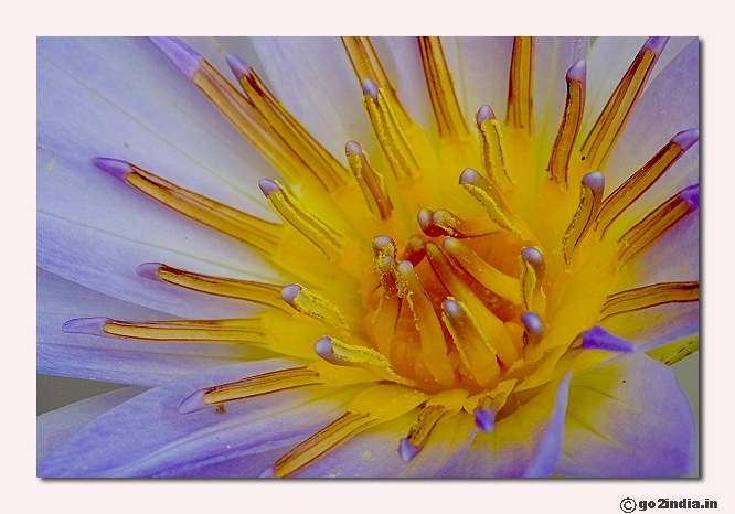 Water lily