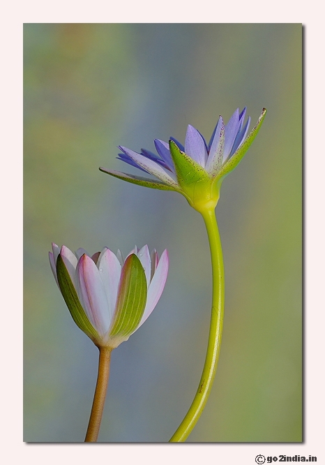 Water lily