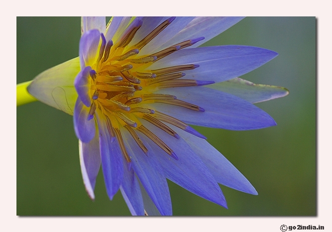 Water lily