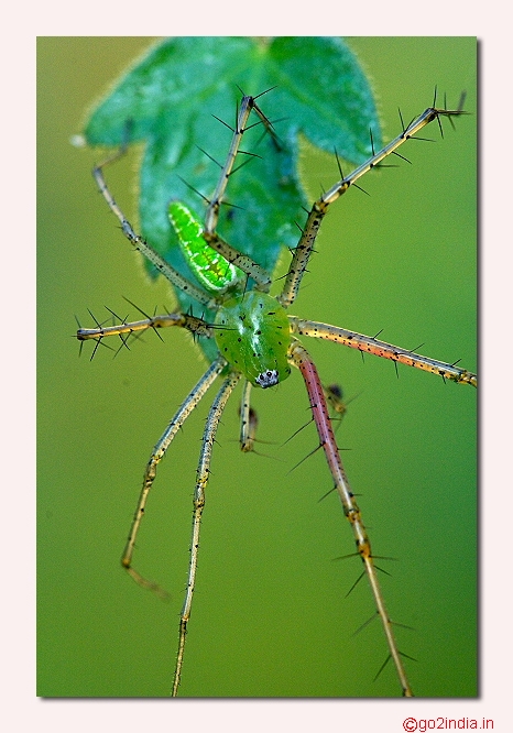 Lynx spider