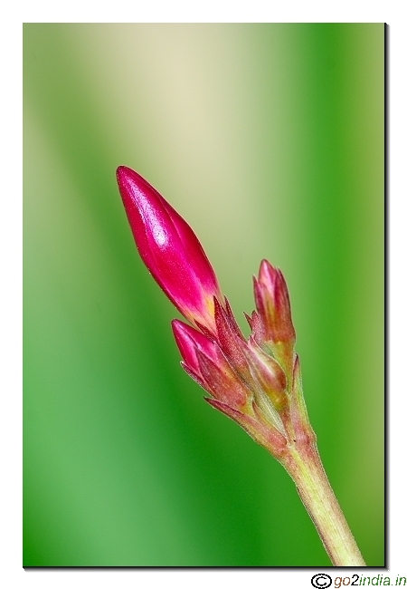 Red flower buds