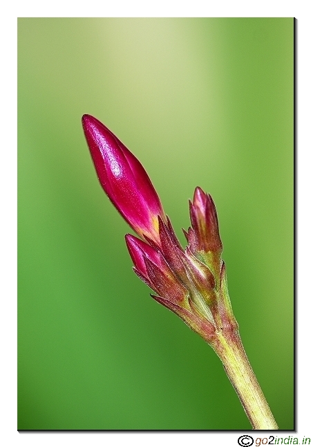 Red flower buds