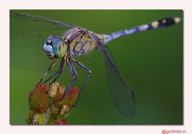 DRAGONFLY