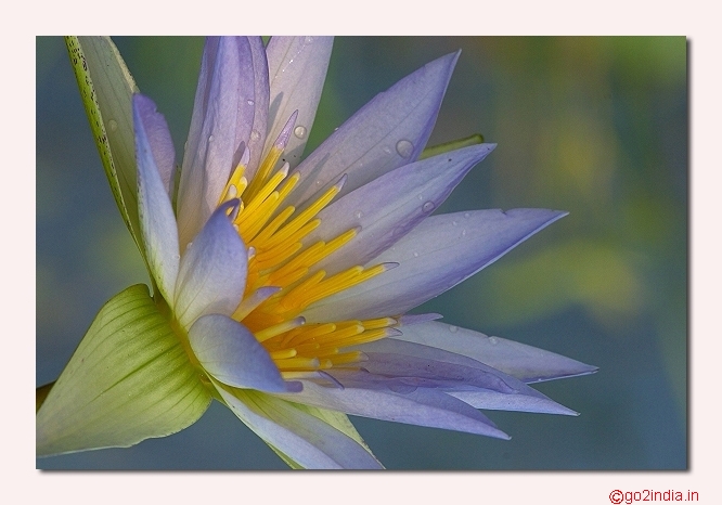 Water lily