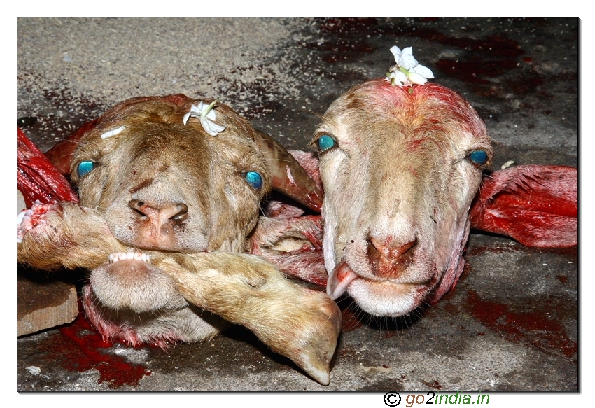 The heads of goats cut in the festival