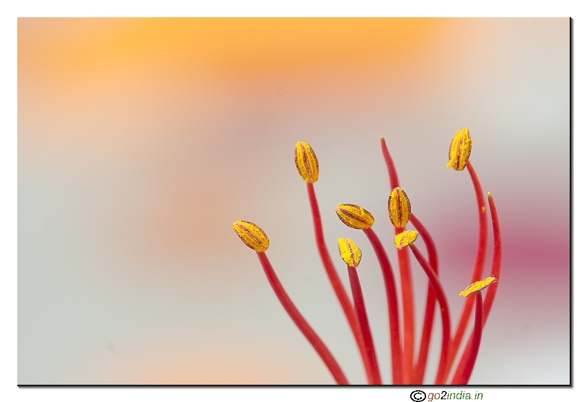 May flower