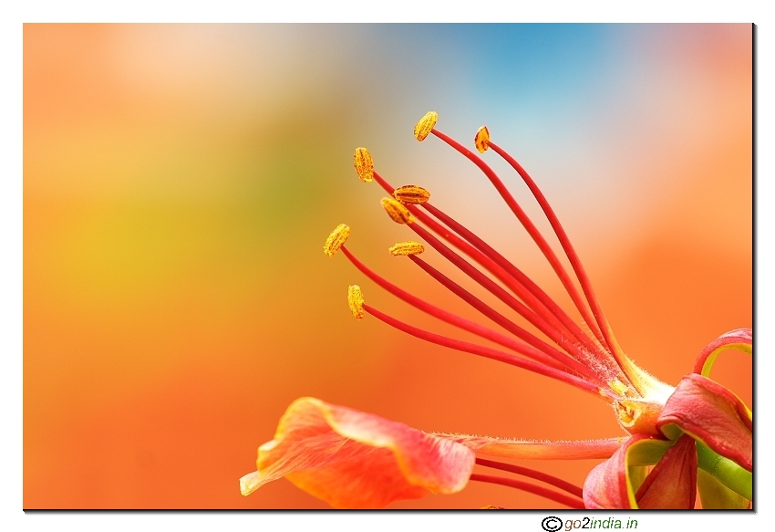 May flower