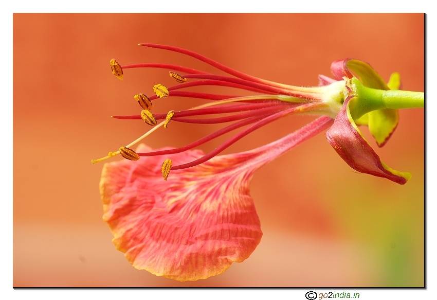 May flower
