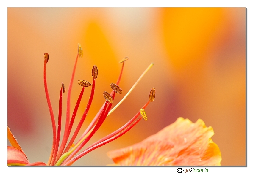 May flower