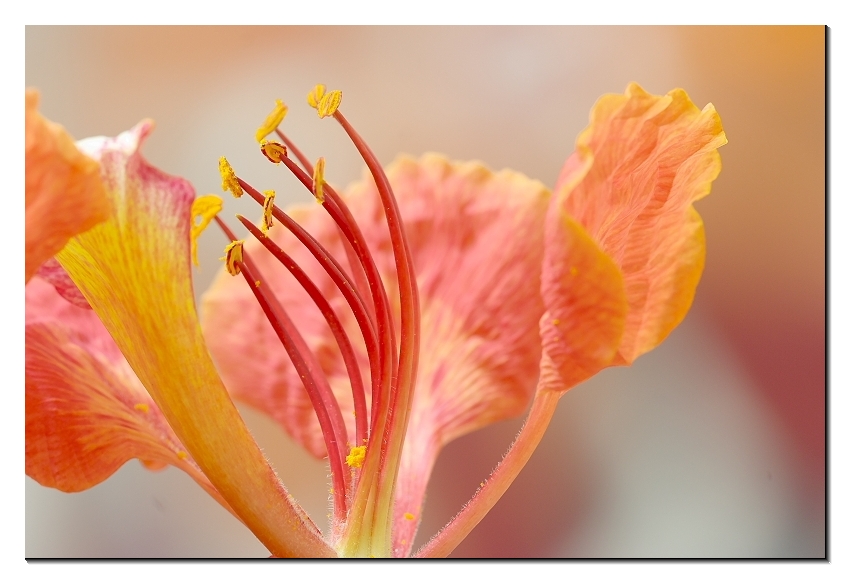 May flower