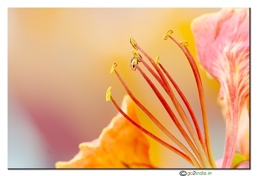 May flower