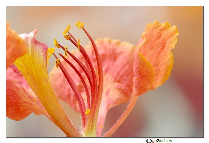 May flower