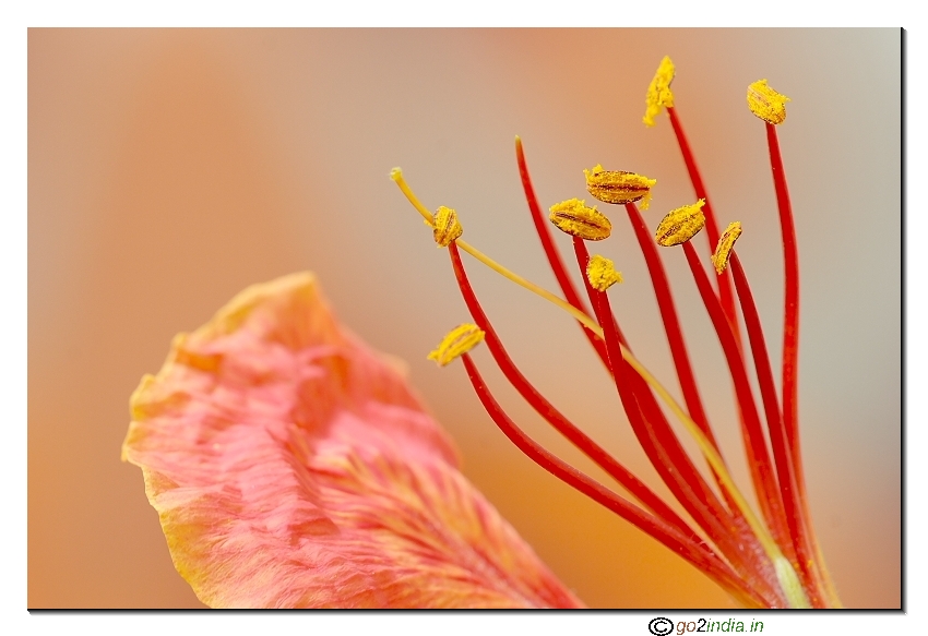 May flower
