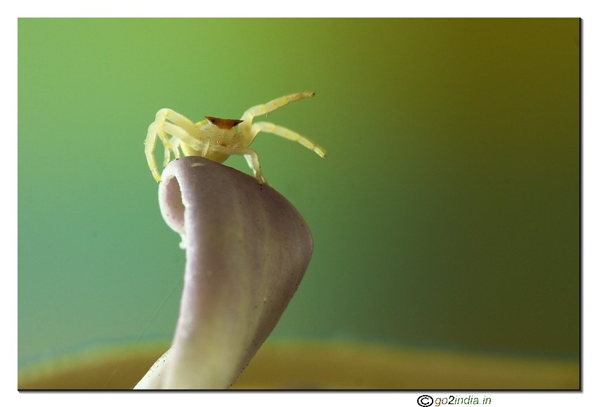crab spider macro