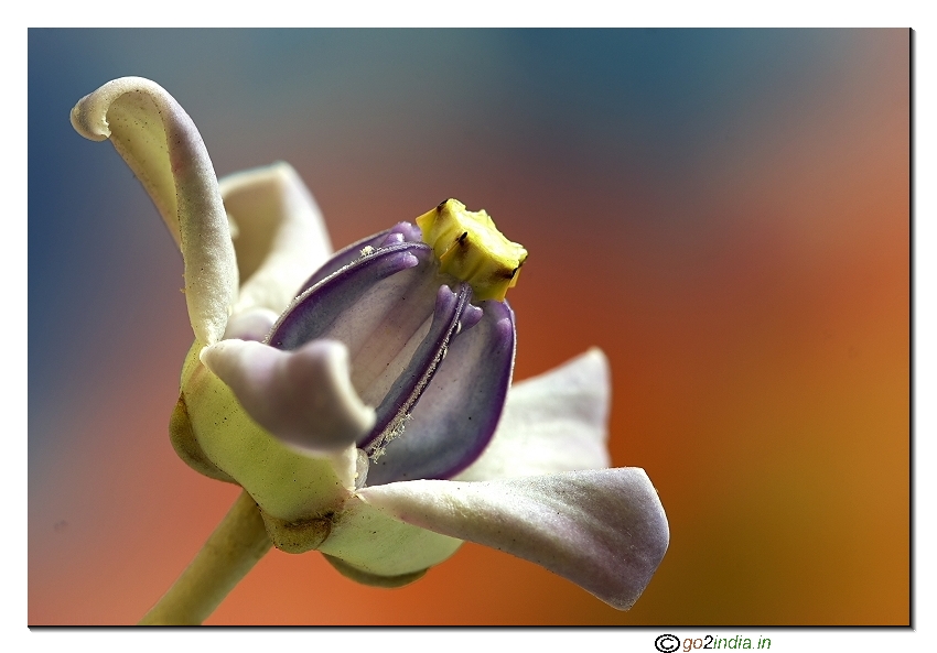 Wild flower macro