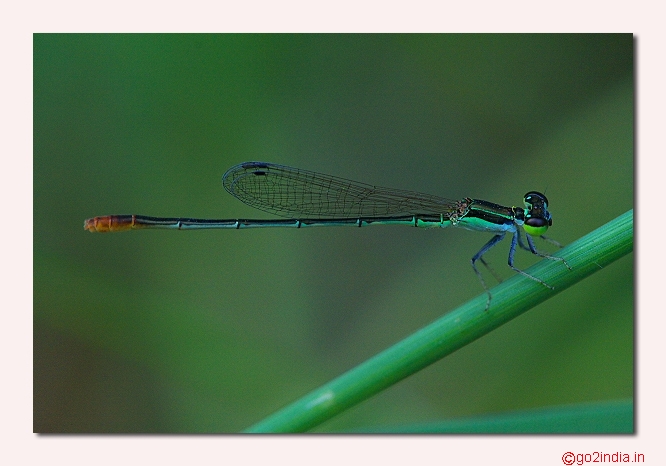 DAMSELFLY