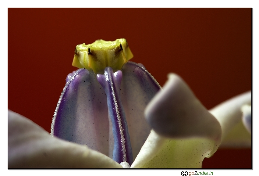 Wild flower macro