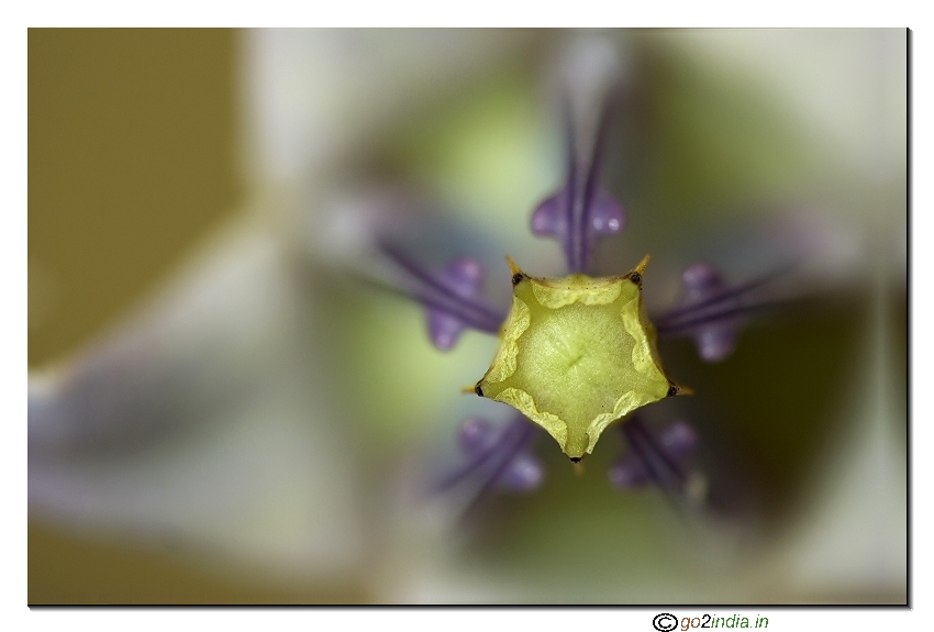 Wild flower macro
