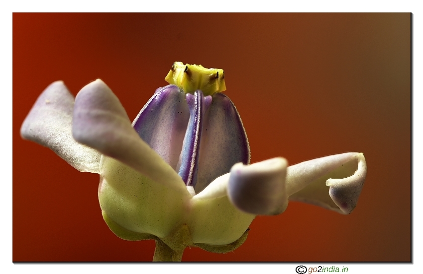 Wild flower macro