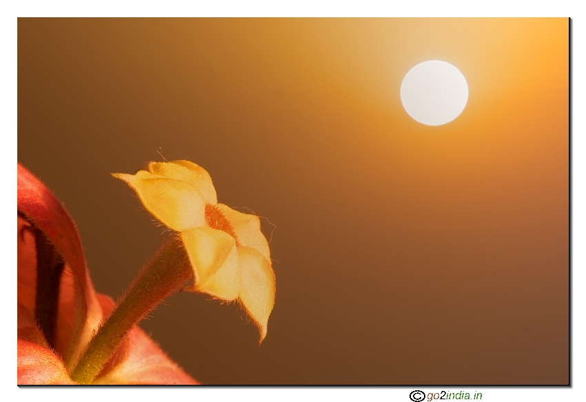 Flower at dawn