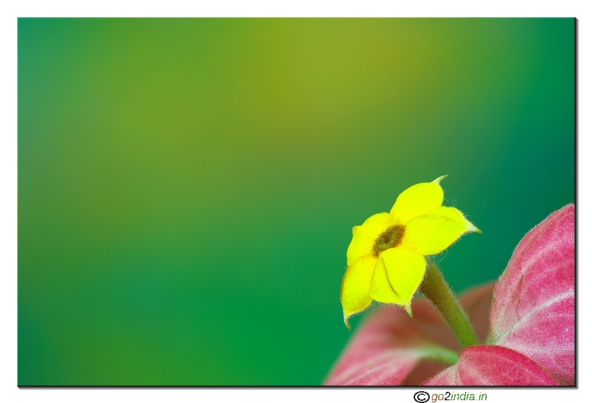 Yellow wild flower